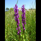 Orchideen